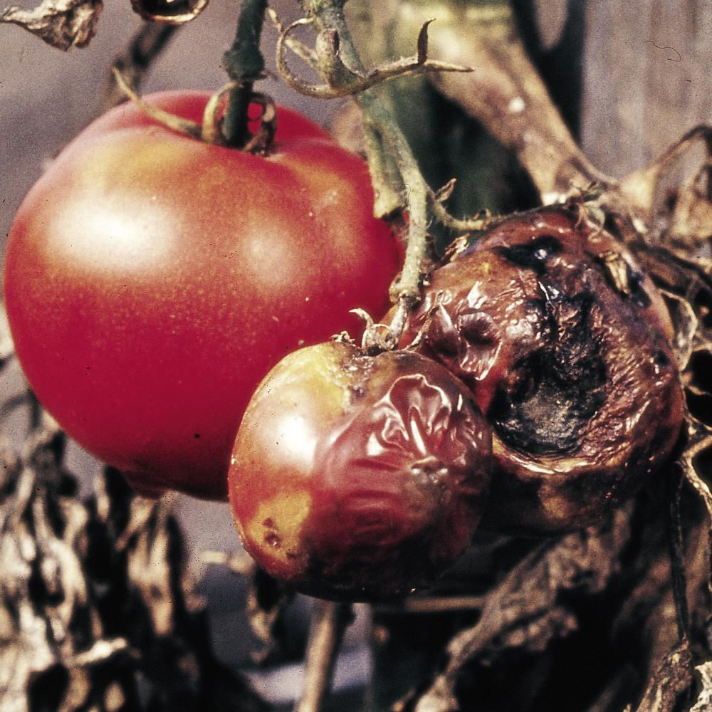 Tomato Blight