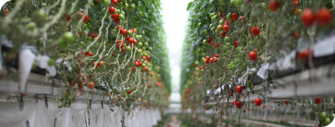 tomatoes