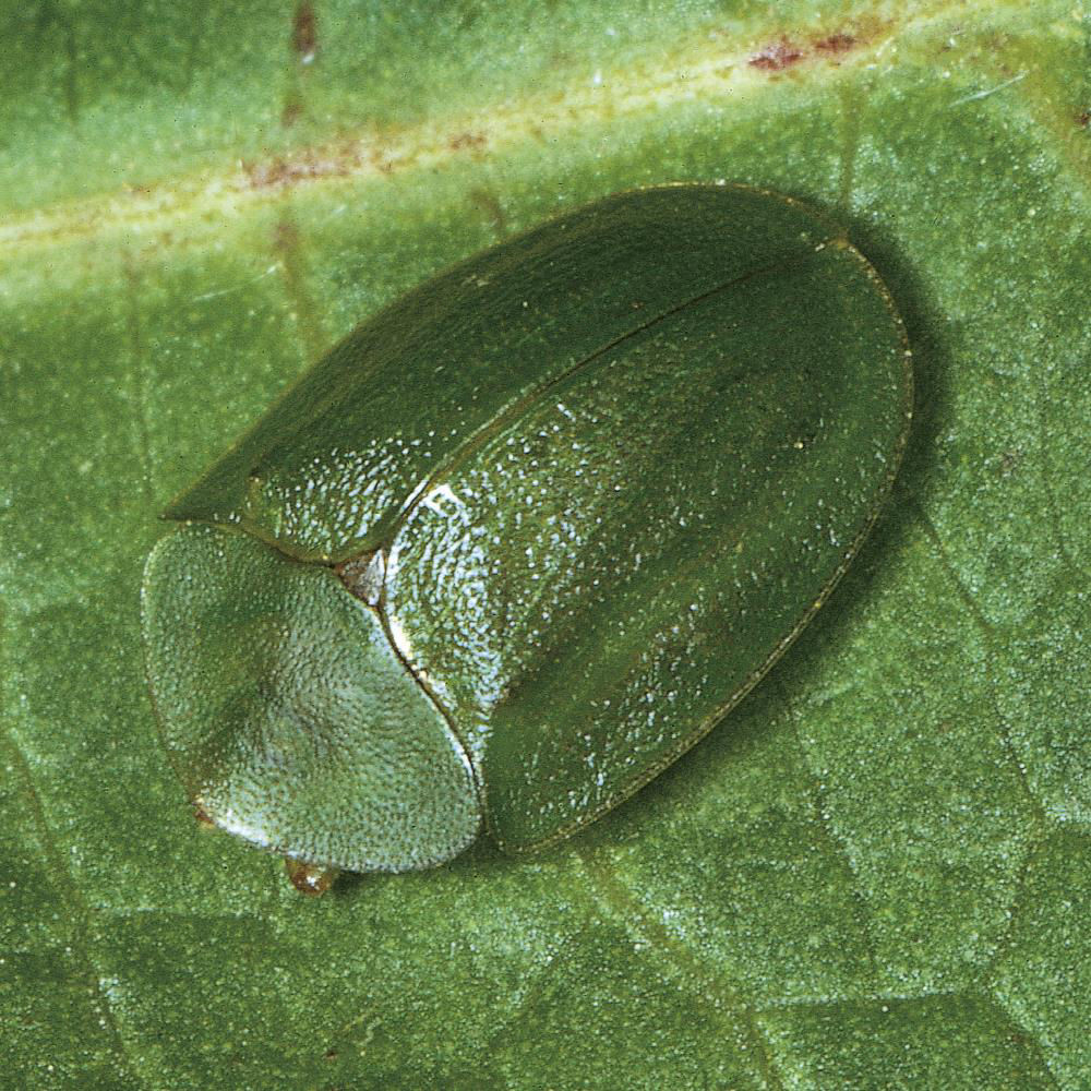 Tortoise Beetle