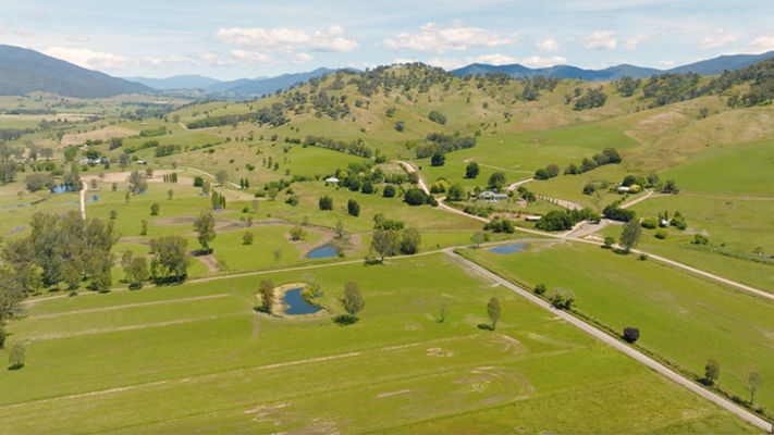 Ryegrass pastures are an essential part of dairy farming operations in high rainfall zones