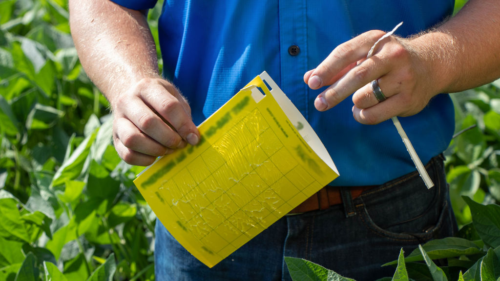 Steps to Effective Pest Control with Sticky Traps - Farmsquare