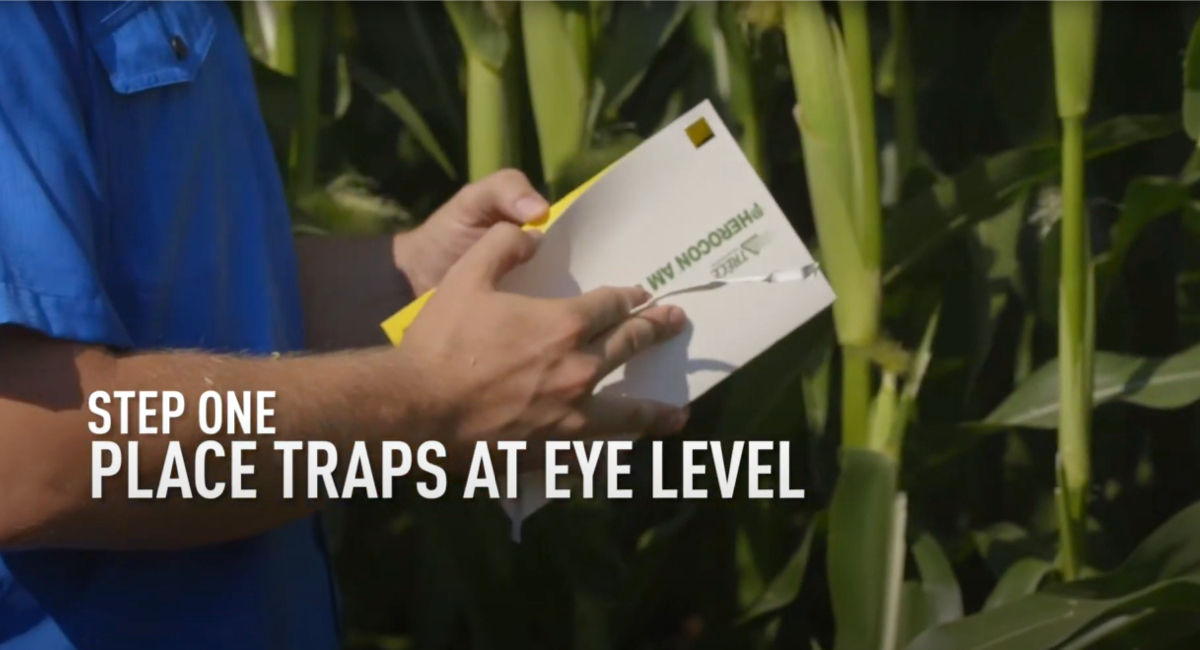 Step one place traps at eye level
