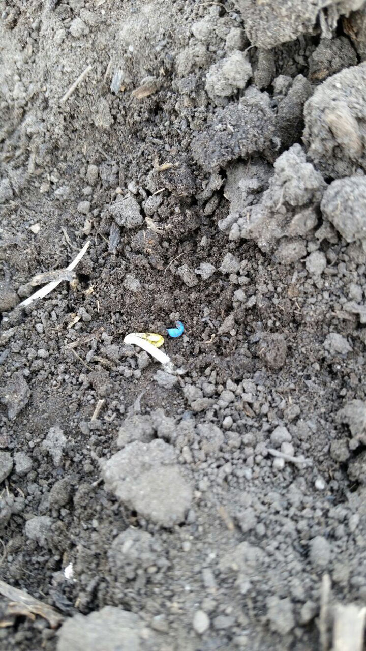 Hypocotyl with cotyledons emerged from seed (BBCH 07)