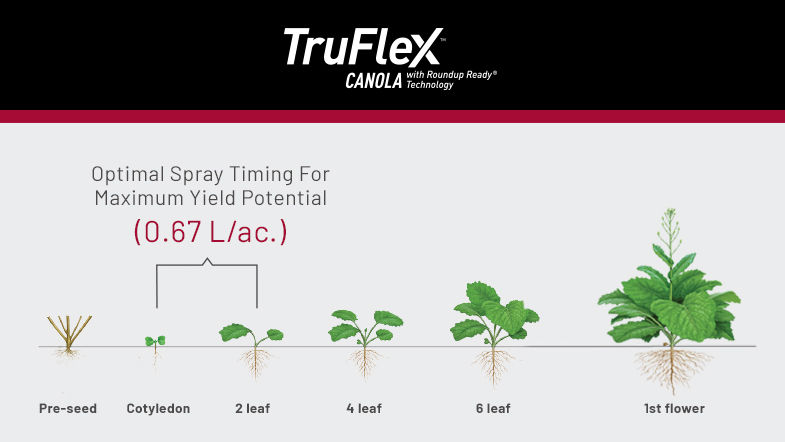 TruFlex Canola with Roundup Ready Technology - Line chart depicting the root system of the plant ane when to Optimally spray for Maximum Yield.  0.67 L/ac between Cotyledon and 2 Leaf States.