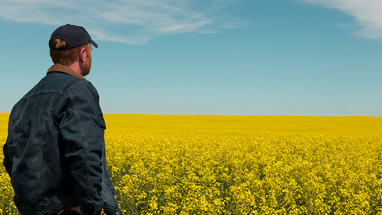 Man looking out over a canola field