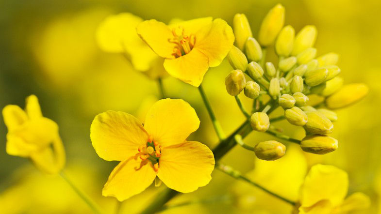 Closeup of Canola flower