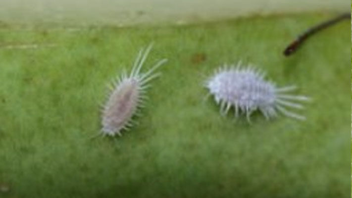 Tuber mealybugs, also known as obscure mealybugs, are often confused with the more prevalent longtailed mealybugs.
