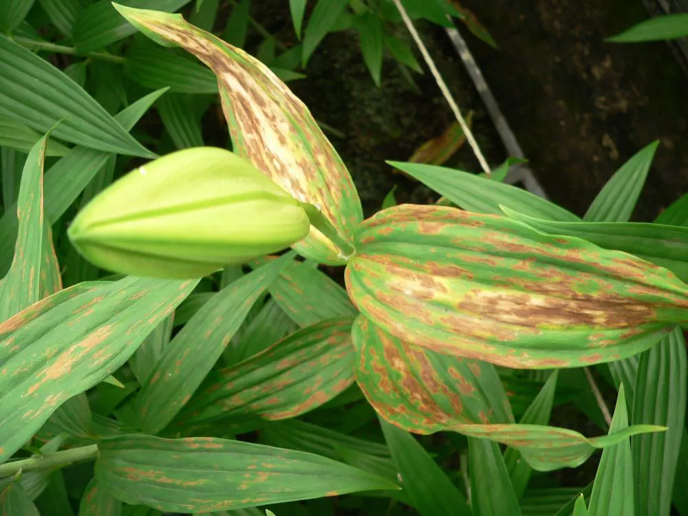 Tulip Breaking Virus