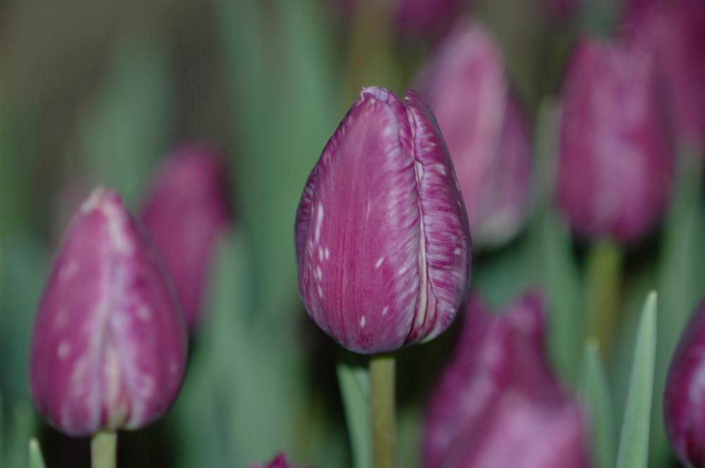 Tulip Gall Mite