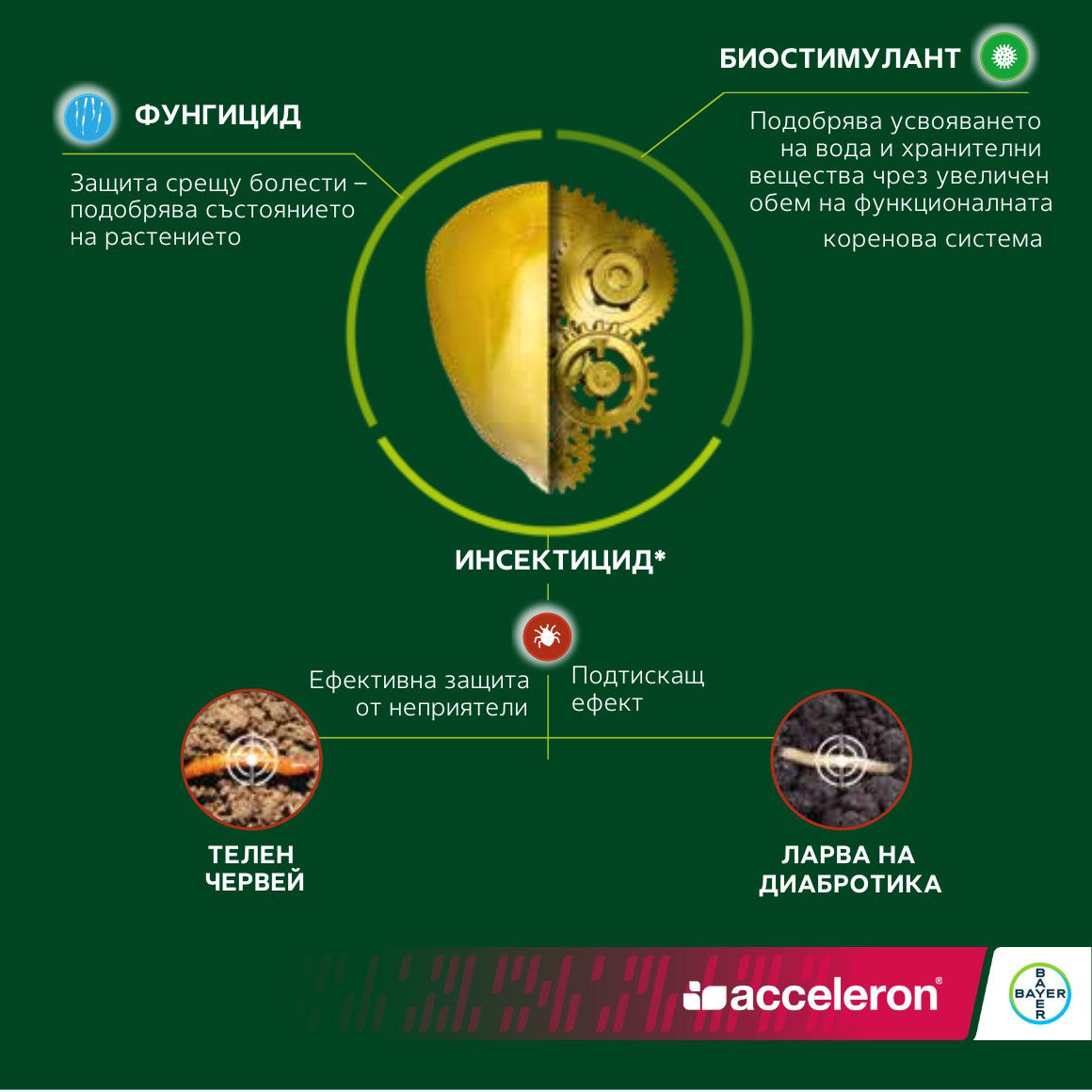 златно семе царевица с предимства от третиране с acceleron elite