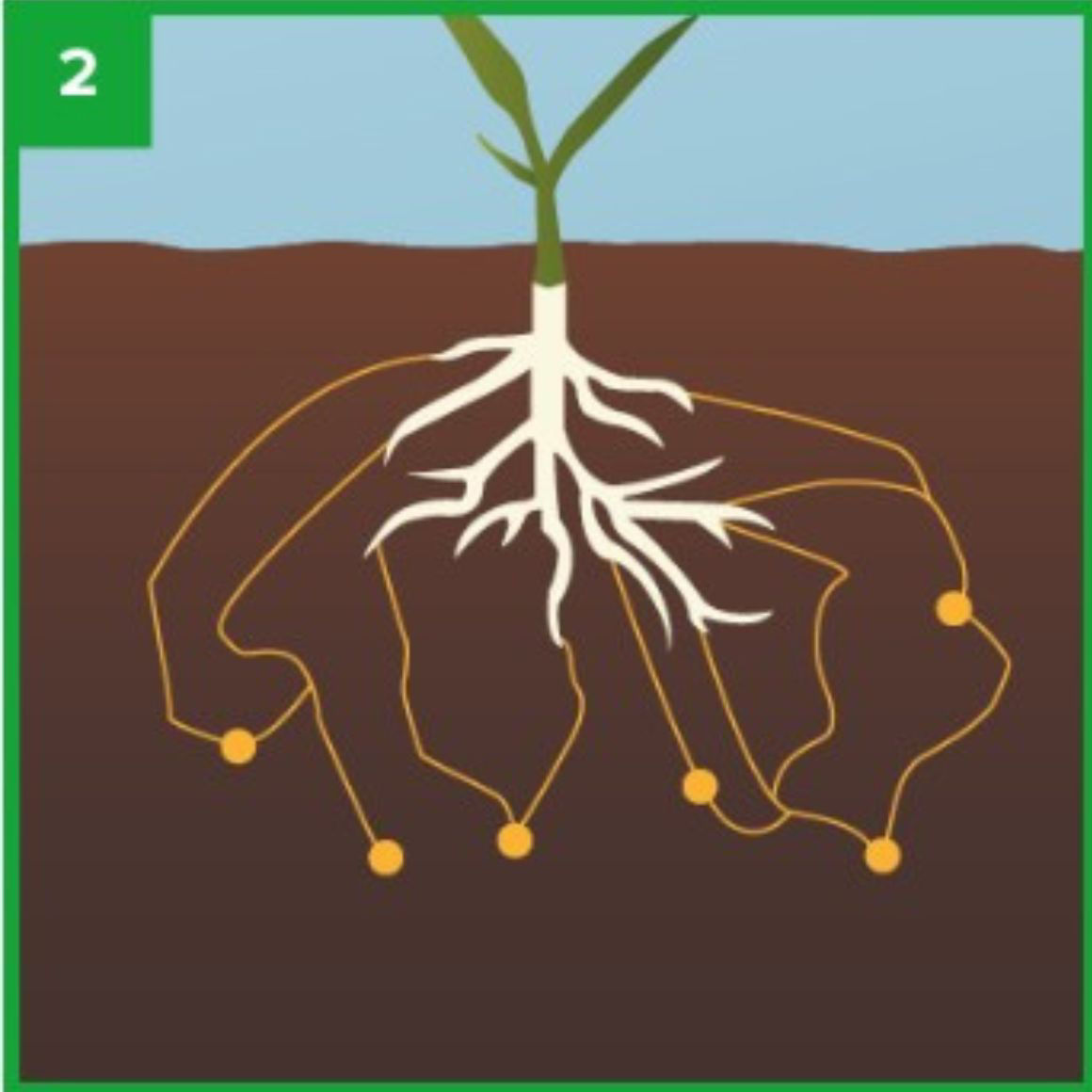 corn roots in the ground