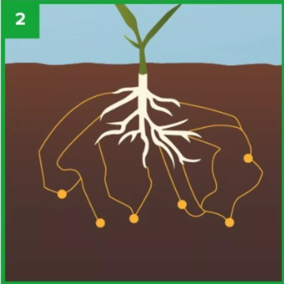 corn roots in the ground