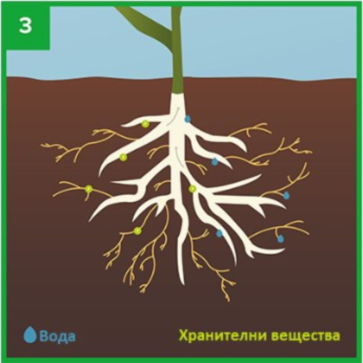 corn roots in the ground