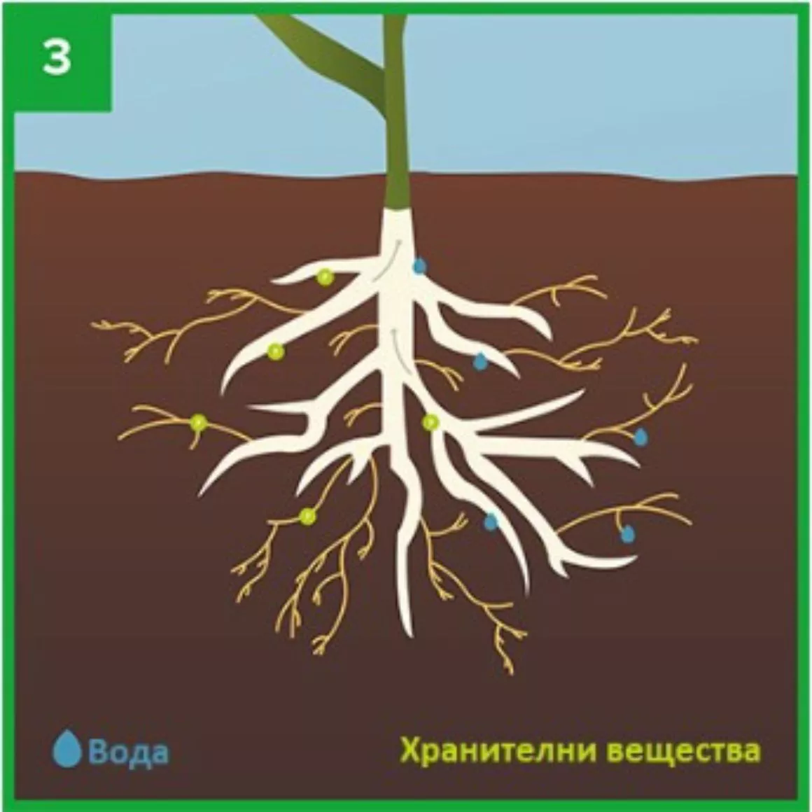 corn roots in the ground
