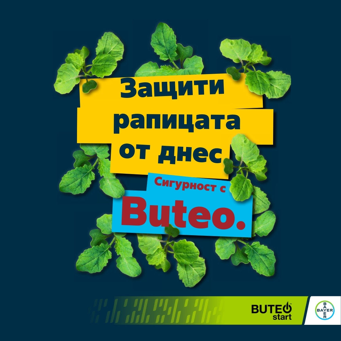 зашити рапицата от днес