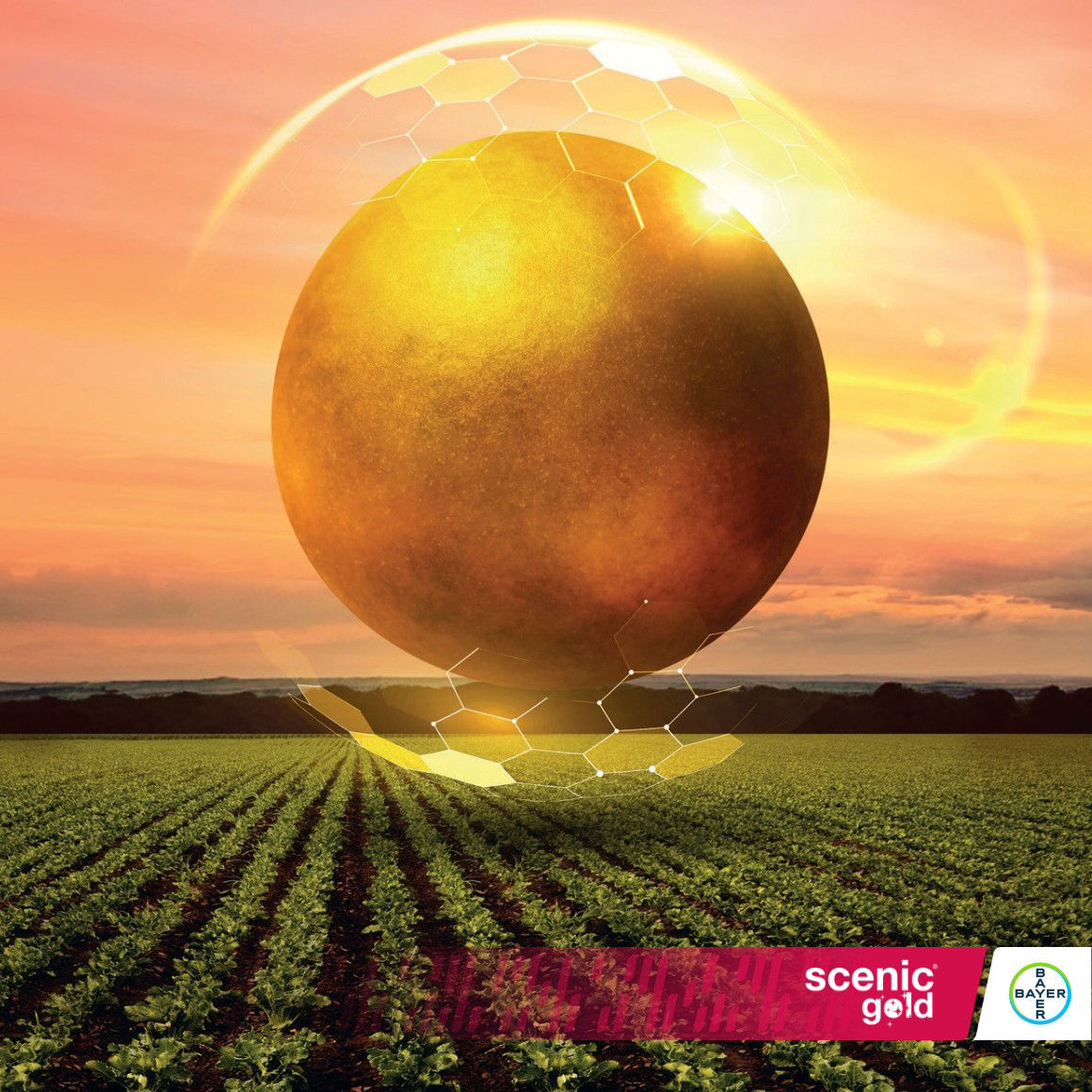 златно зърно рапица scenic gold