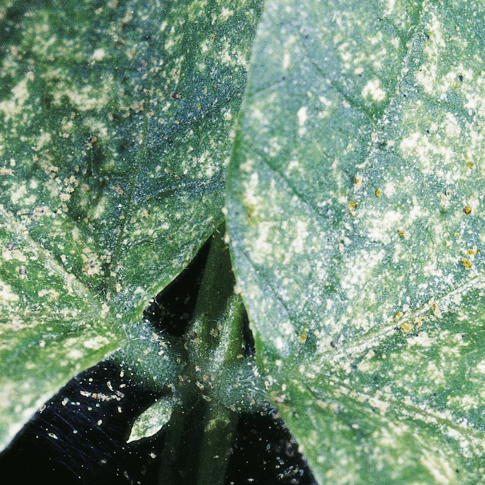 Twospotted Spider Mite