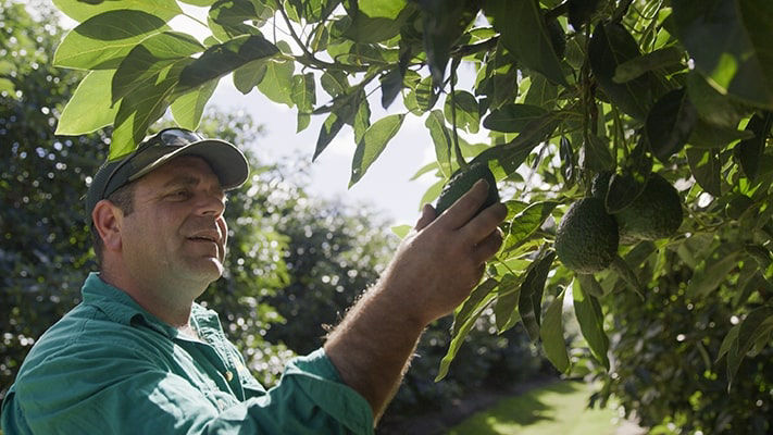 Tyson Cross Sunnyspot farms