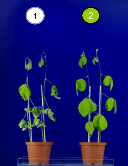 Untreated and Stratego YLD on moisture stressed soybeans