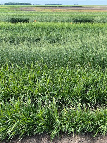  Grass control performance not treated by any herbicide on barley wheat, wild oat, and green foxtail. The area is covered with grass. 