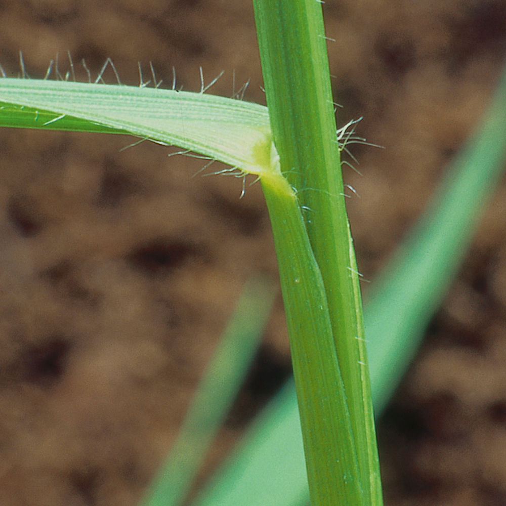 Upright Brome