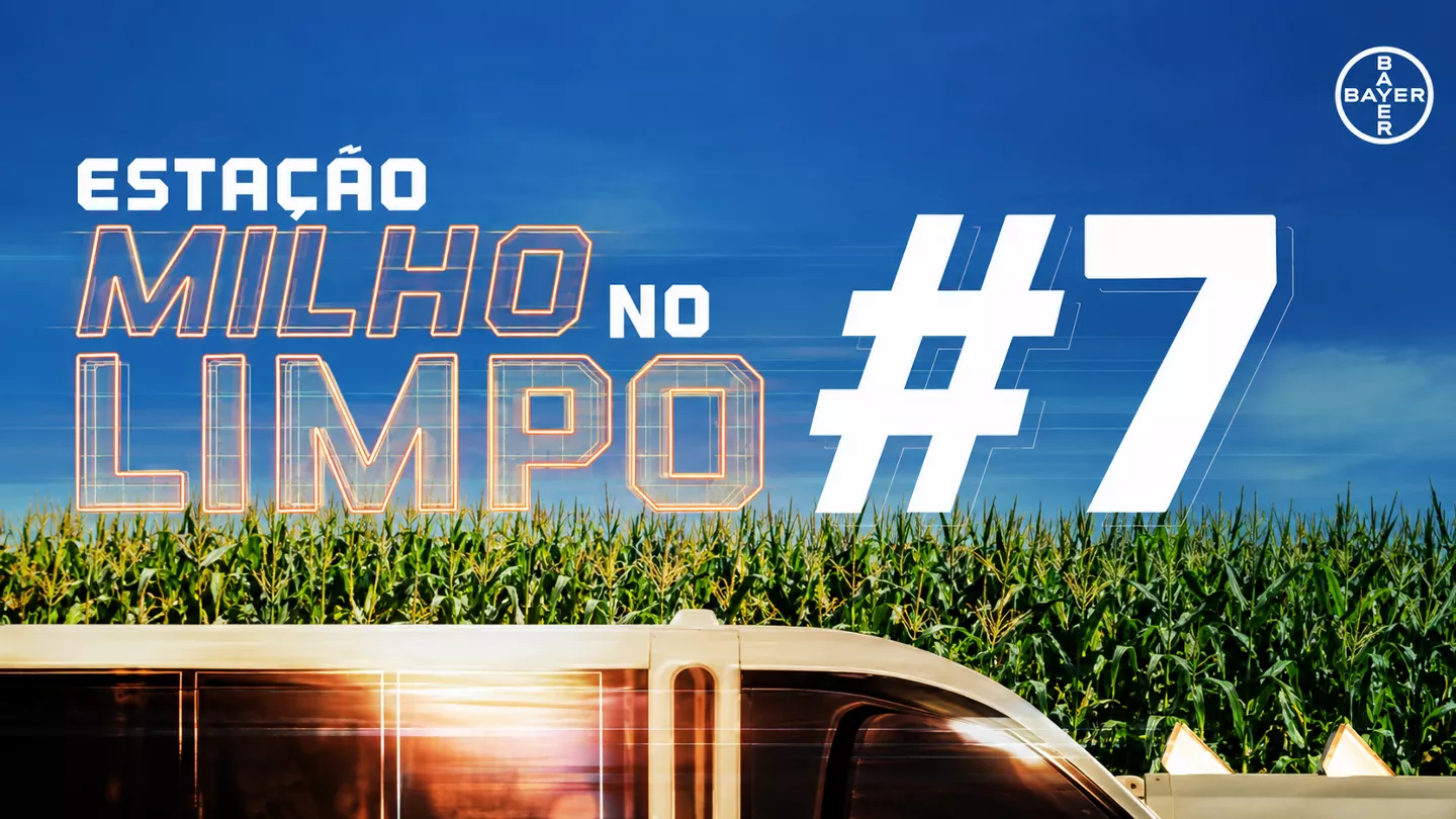 milho limpo 7