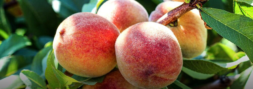 Vayego Stonefruit News