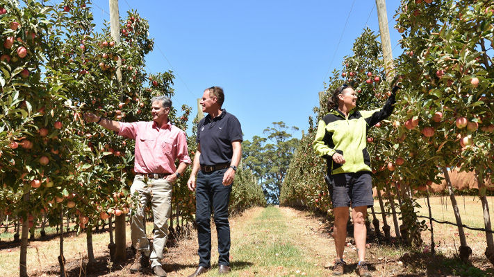 Dave Stewart, Elders WA Horticulture Specialist, Ian Cook, Horticulture WA Territory Business Manager with Bayer, and Bec Whittaker, Farm Manager at Ladycroft Orchard, near Manjimup, take a closer look at the Pink Lady apple tree crop at the property.