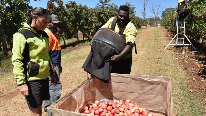 The apple harvest in full swing at Ladycroft Orchard, near Manjimup in WA.