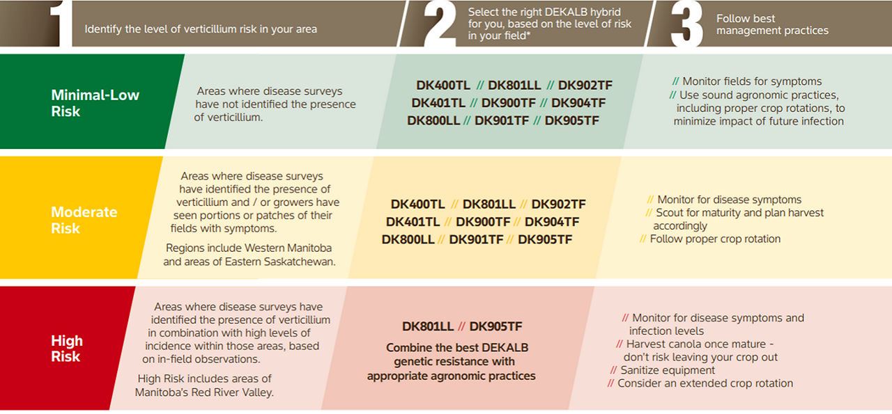 Infographic showing a three-step verticillium risk management guide for canola, with recommendations by risk level (minimal-low, moderate, and high risk), including risk definitions, suggested DEKALB hybrids, and agronomic management practices for each category.