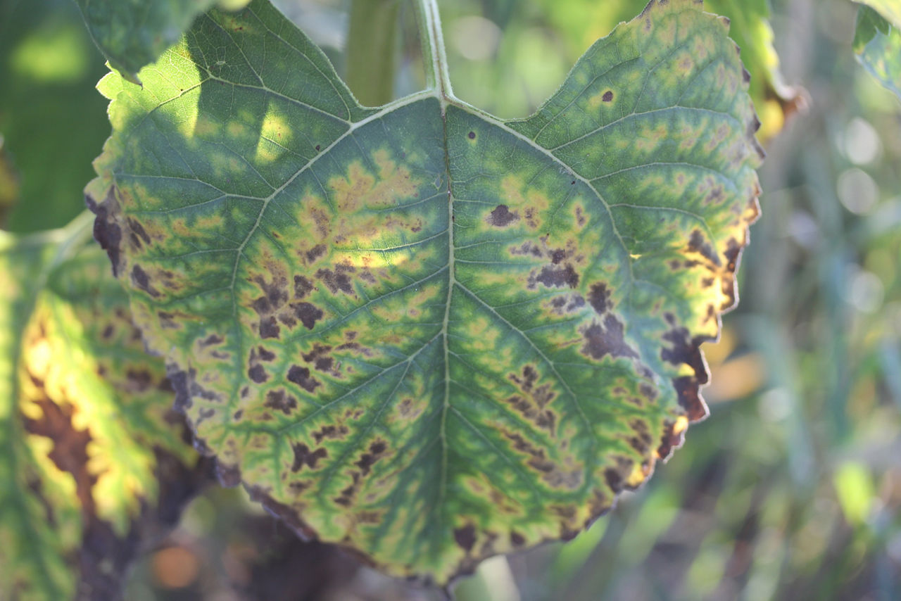sick leaf
