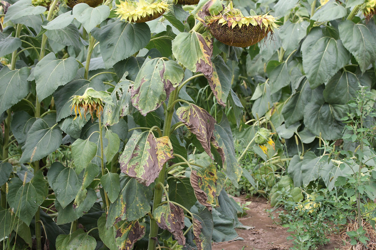sick sunflower