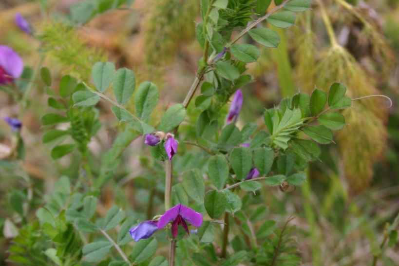 Vetch