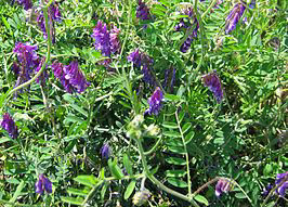 Vetch