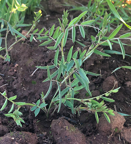 Like medics, vetches are widely naturalised and are most common in the southern parts of Australia where they are known by names including common vetch, tares and wild vetch
