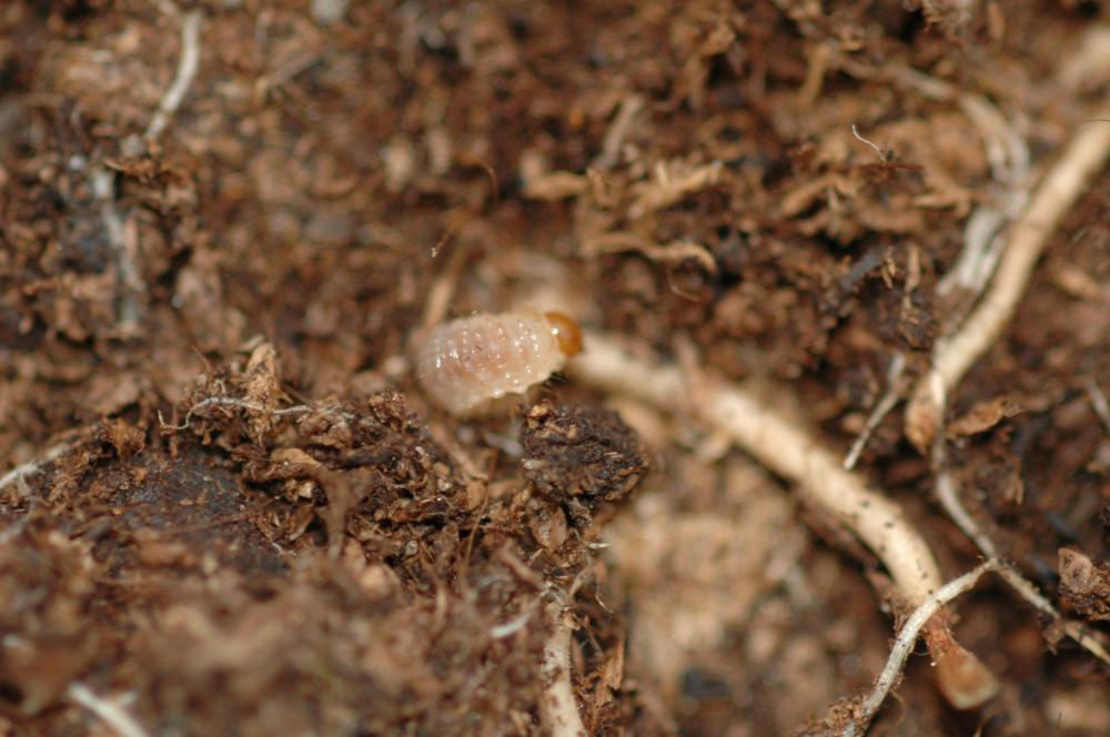 Vine Weevil