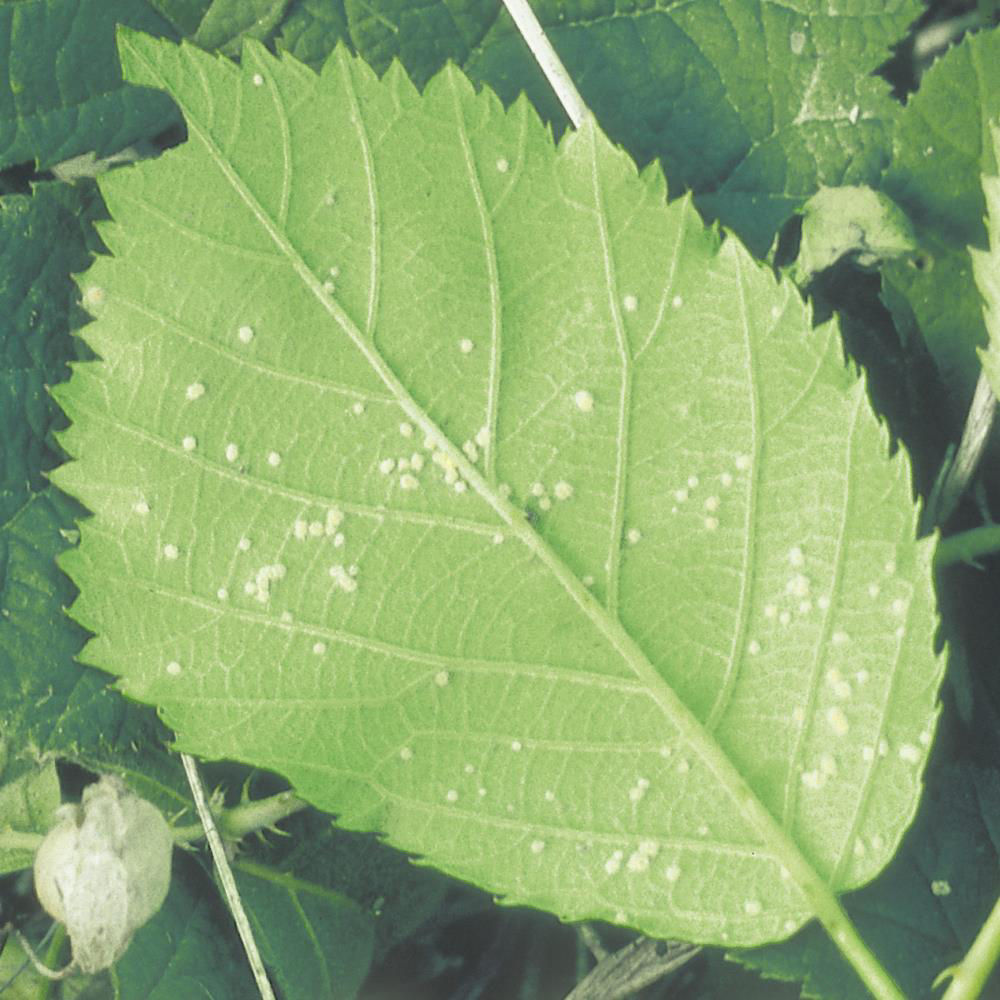 Violet Bramble Rust