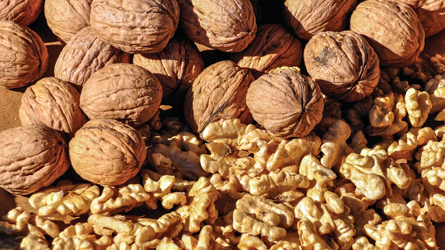 Bayer Solutions for Walnut Botryosphaeria