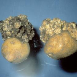 Wart Disease