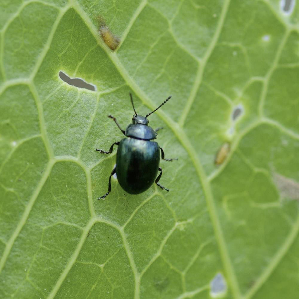 Watercress Beetle