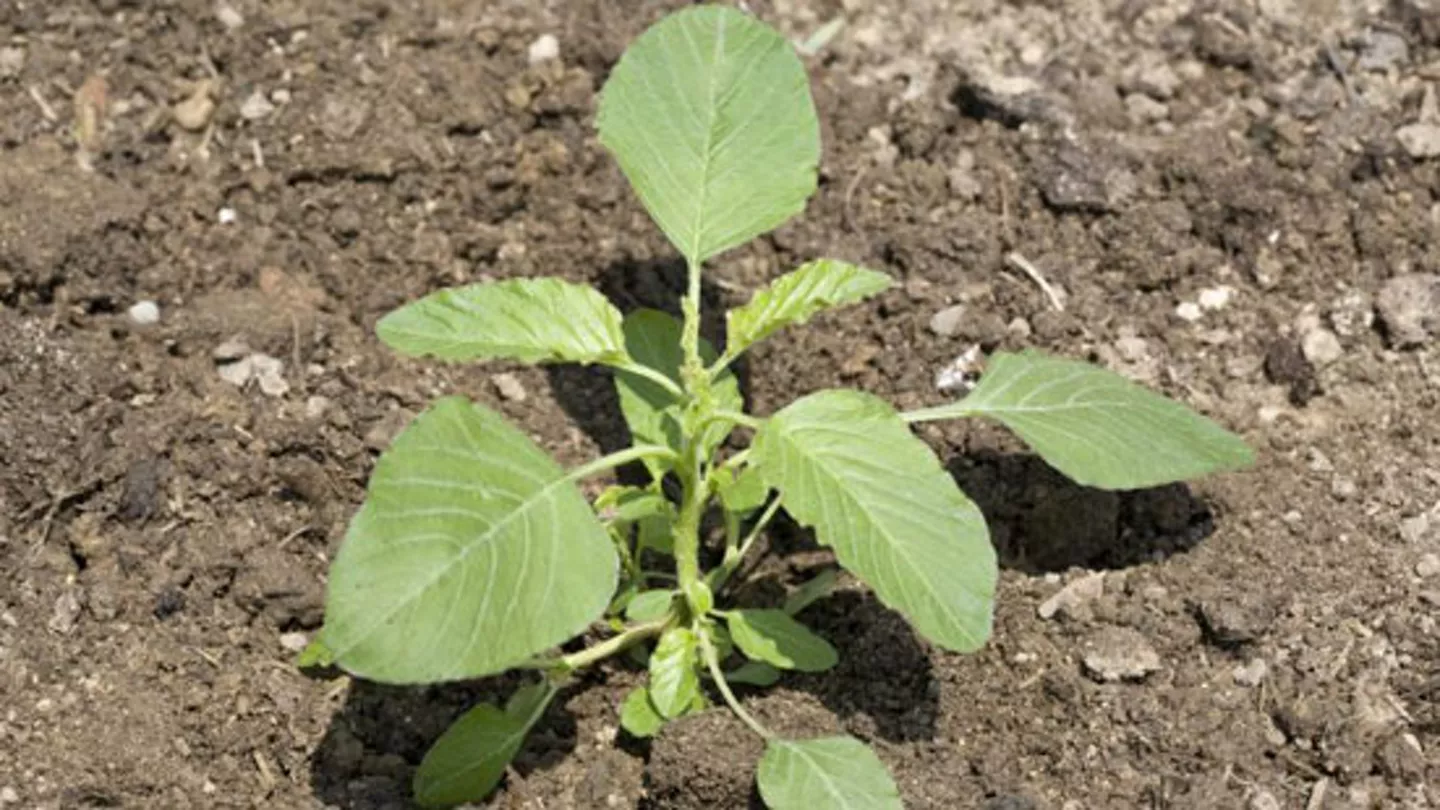Six Questions to Ask Yourself When Developing Your Weed Control Program
