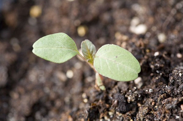 waterhemp young