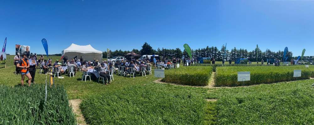 Weed Control in Cereals 2