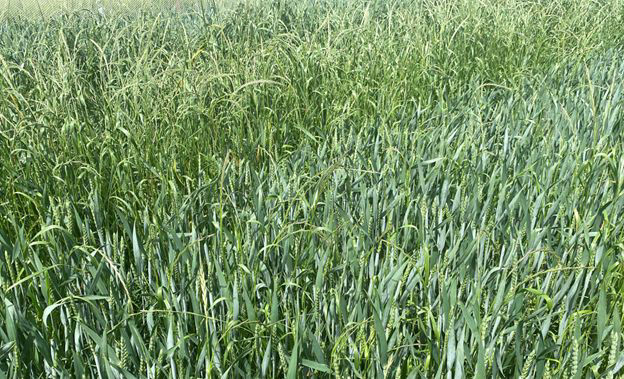 Weed Control in Cereals 3