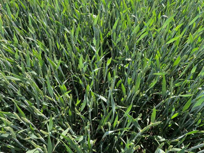 Weed Control in Cereals 4