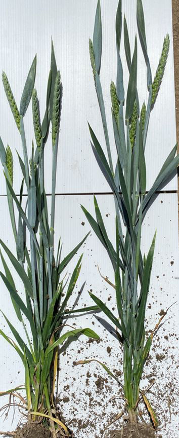Weed Control in Cereals 5