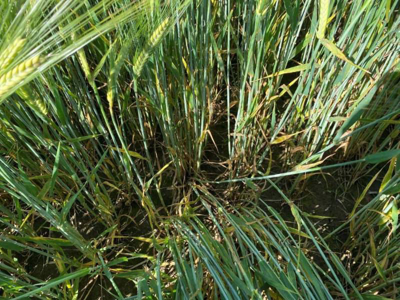 FAR Arable Event 2022, crop treated with Firebird 500 mL/ha. Crop competition plays an important role in weed control and just occasionally can mean a pre-emergence herbicide is all that is required.