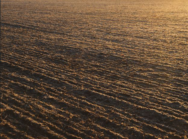 Weed Control in Cereals 9
