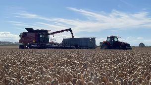 Weed Control in Cereals