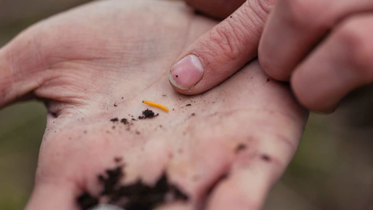 A close-up of a person's open palm holding a tiny orange wireworm, with some soil on the hand. The person's other hand is pointing towards the insect, highlighting its small size.